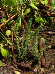 Attēlu rezultāti vaicājumam “Hippuridaceae”