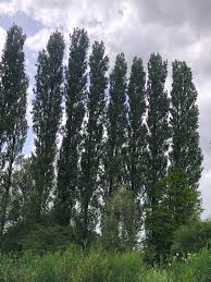 Attēlu rezultāti vaicājumam “Populus”