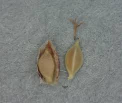 Attēlu rezultāti vaicājumam “Cyperus fuscus fruit”