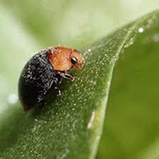 Image result for Cryptolaemus