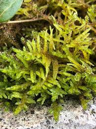 Attēlu rezultāti vaicājumam “Pseudoscleropodium purum”