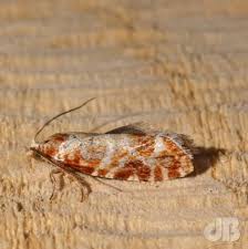 Attēlu rezultāti vaicājumam “Rhyacionia pinicolana”