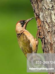 Attēlu rezultāti vaicājumam “Picus viridis”