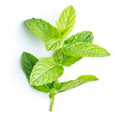 Image result for Mentha piperita