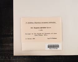 Attēlu rezultāti vaicājumam “Scapania apiculata”