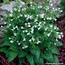 Attēlu rezultāti vaicājumam “Pulmonaria saccharata”