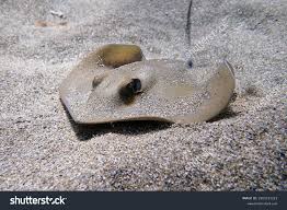 Image result for Dasyatis pastinaca