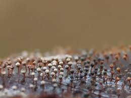 Attēlu rezultāti vaicājumam “Physarum psittacinum young”