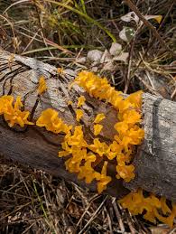 Attēlu rezultāti vaicājumam “Trichia varia young”