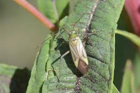 Attēlu rezultāti vaicājumam “Adelphocoris quadripunctatus imago”