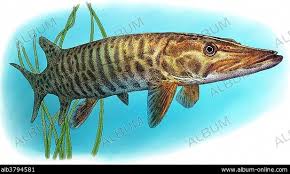 Image result for Esox masquinongy