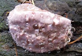 Attēlu rezultāti vaicājumam “Fomitopsis rosea”