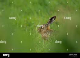 Attēlu rezultāti vaicājumam “Leporida”