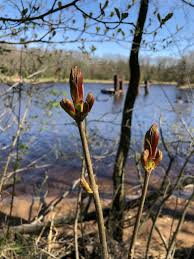 Attēlu rezultāti vaicājumam “Tussilago farfara bud”