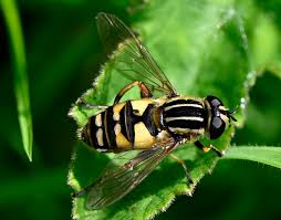 Attēlu rezultāti vaicājumam “Helophilus pendulus”