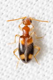 Attēlu rezultāti vaicājumam “Anthicidae”