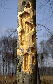 Attēlu rezultāti vaicājumam “Dryocopus martius nest”