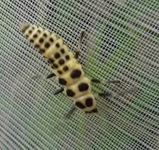 Attēlu rezultāti vaicājumam “Calvia decemguttata imago”