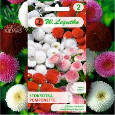 Image result for Bellis perennis