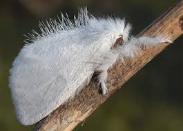 Attēlu rezultāti vaicājumam “Euproctis similis imago”