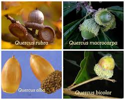 Attēlu rezultāti vaicājumam “Quercus rubra fruit”
