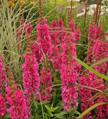 Attēlu rezultāti vaicājumam “Lythrum salicaria fruit”