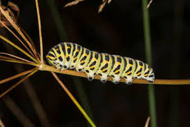Attēlu rezultāti vaicājumam “Papilio machaon larva”