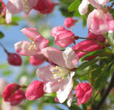 Attēlu rezultāti vaicājumam “Malus sylvestris”