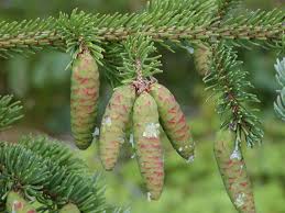 Attēlu rezultāti vaicājumam “Picea”