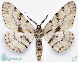 Attēlu rezultāti vaicājumam “Hypomecis roboraria”