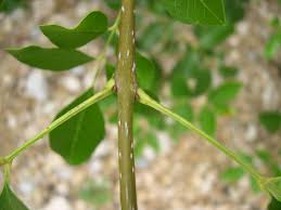 Attēlu rezultāti vaicājumam “Fraxinus pennsylvanica female flower”