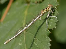 Attēlu rezultāti vaicājumam “Platycnemis pennipes”