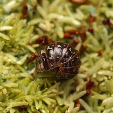 Attēlu rezultāti vaicājumam “Armadillidium pulchellum”