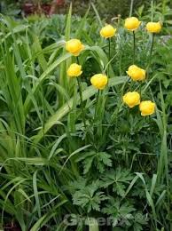 Image result for Trollblume