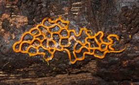 Attēlu rezultāti vaicājumam “Hemitrichia serpula macro”