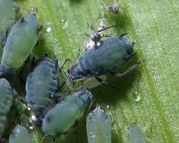 Attēlu rezultāti vaicājumam “Rhopalosiphum oxyacanthae”