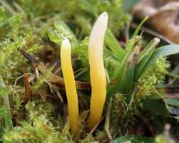 Attēlu rezultāti vaicājumam “Clavaria straminea”