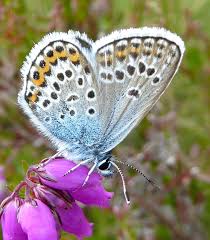 Attēlu rezultāti vaicājumam “Plebejus argus male”
