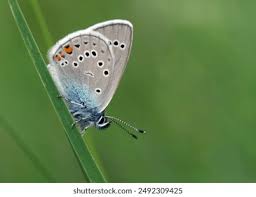 Attēlu rezultāti vaicājumam “Cyaniris semiargus underside”