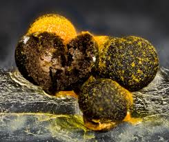 Attēlu rezultāti vaicājumam “Licea chelonoides”