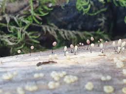 Attēlu rezultāti vaicājumam “Diderma roanense”