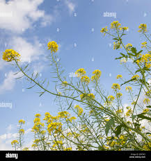 Attēlu rezultāti vaicājumam “Sinapis alba flower”