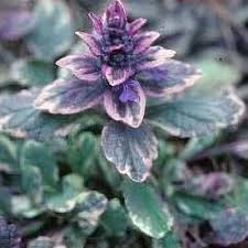 Attēlu rezultāti vaicājumam “Ajuga genevensis leaf”