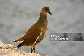 Attēlu rezultāti vaicājumam “Gallinula chloropus juvenile”