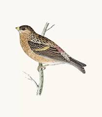 Image result for twite photo