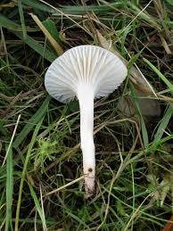 Attēlu rezultāti vaicājumam “Trichia contorta young”