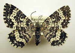 Attēlu rezultāti vaicājumam “Epirrhoe tristata imago”