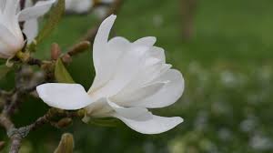 Attēlu rezultāti vaicājumam “Magnolia x loebneri flower”