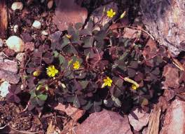 Attēlu rezultāti vaicājumam “Oxalis corniculata”