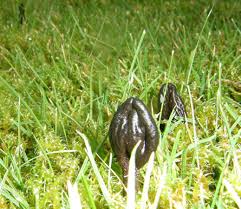 Attēlu rezultāti vaicājumam “Geoglossum sp.”